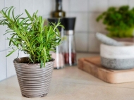 Điểm danh các mẹo khử mùi khói trong phòng cực đơn giản dễ làm