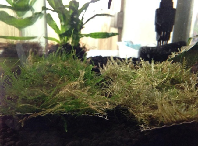 Diệt rong r&ecirc;u trong hồ c&aacute; - R&ecirc;u n&acirc;u