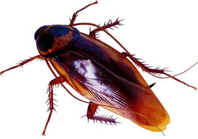 Cach-khu-mui-khai-trong-phong-ngu